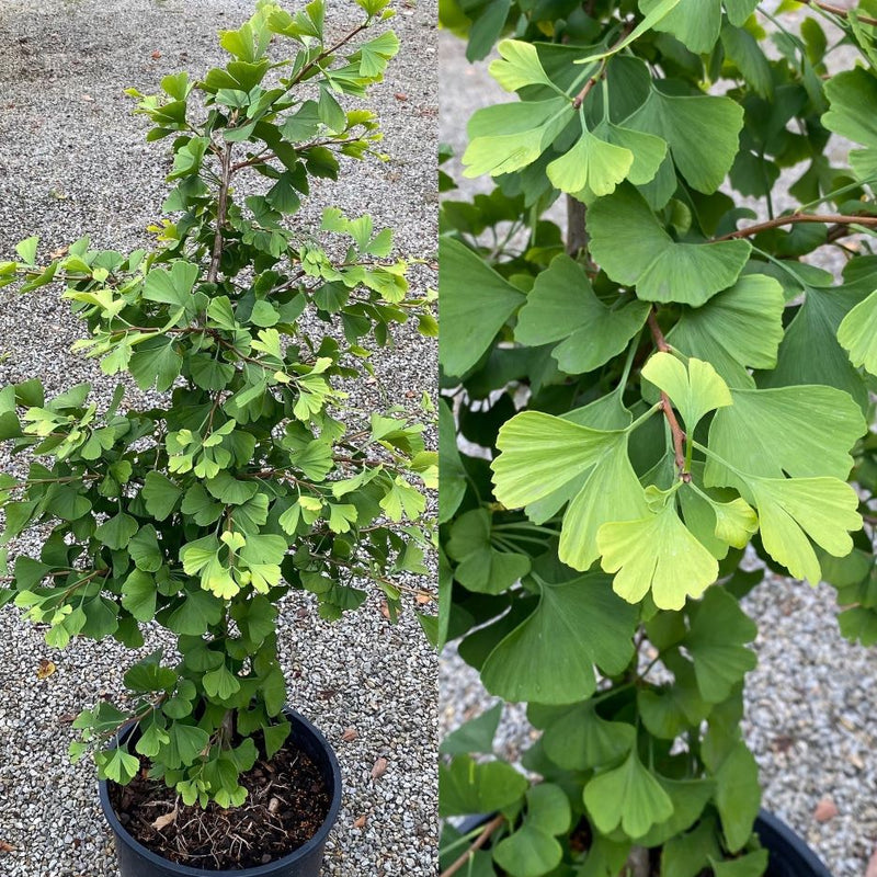 Ginkgo b Jade Butterflies 