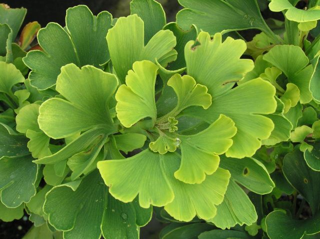 Ginkgo b Mariken 