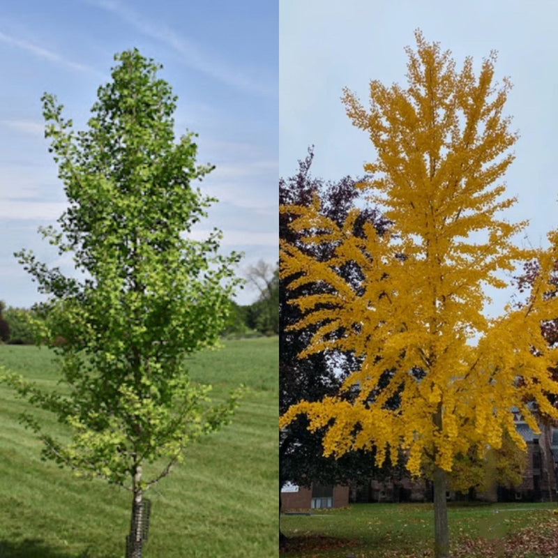 Ginkgo b Elmwood 5&