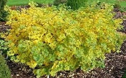 Ginkgo b Everton broom 