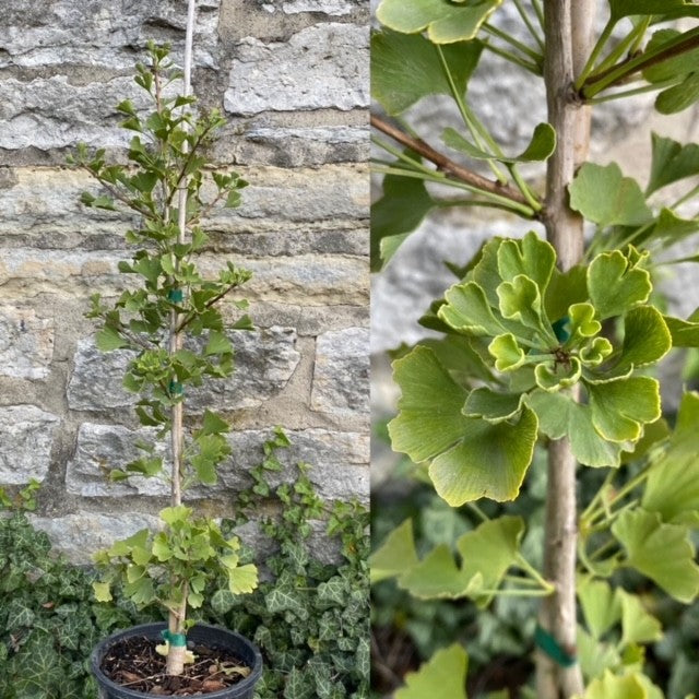 Ginkgo b Folkert&