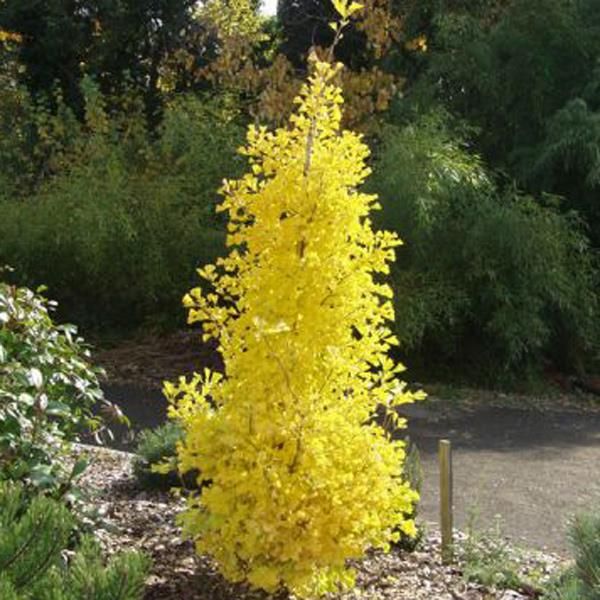 Ginkgo b Gogo specimen