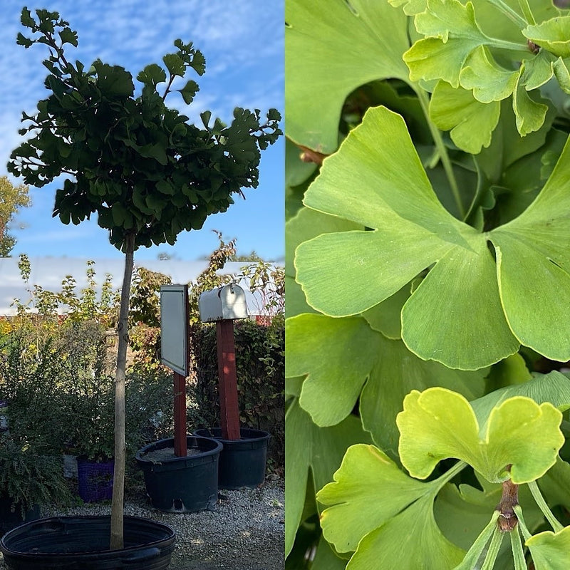 Ginkgo b Mariken Std 