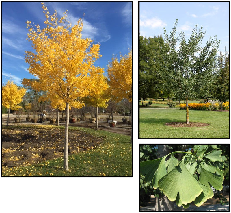 Ginkgo b Magyar 2"