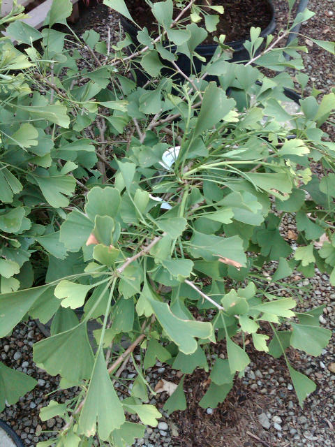 Ginkgo b Korinek 