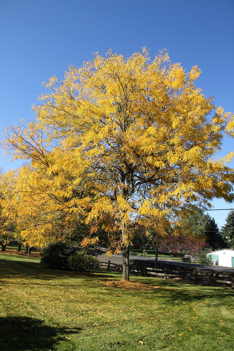 Gleditsia Skyline 1.75"