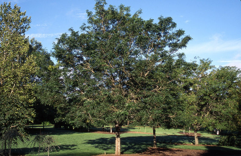 Gleditsia Imperial 1.75"