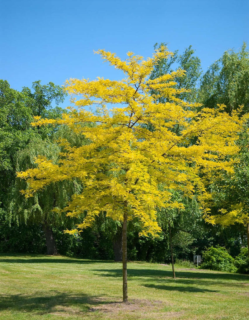 Gleditsia t Sunburst 