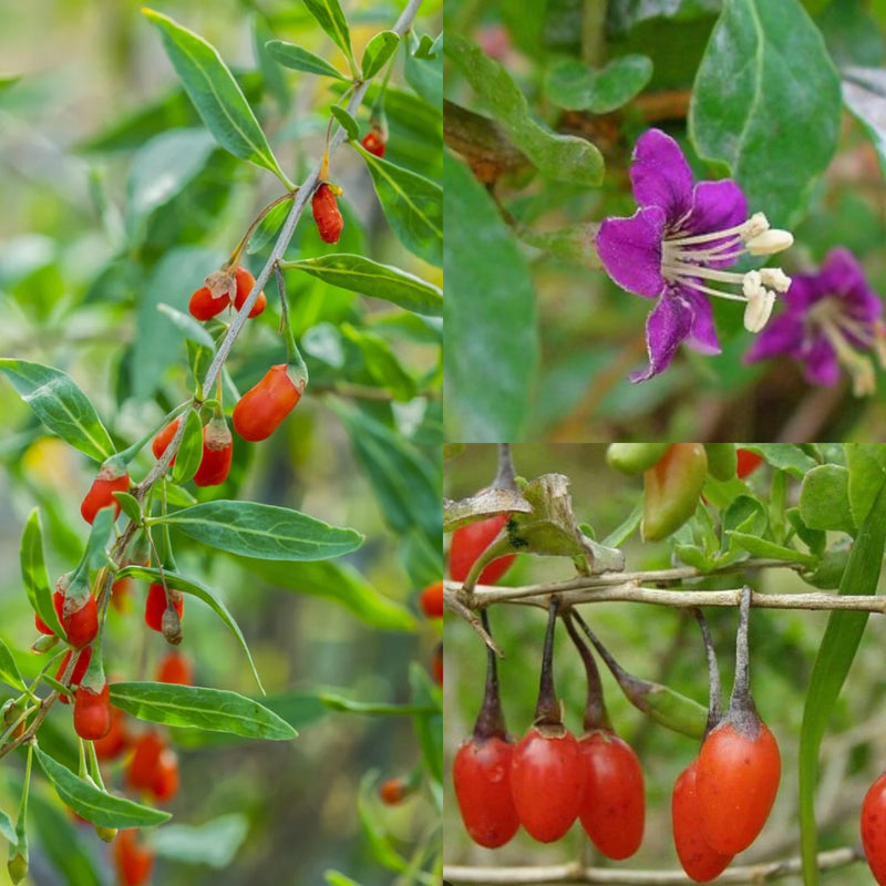 Fruit-Goji berry-Crimson Star 