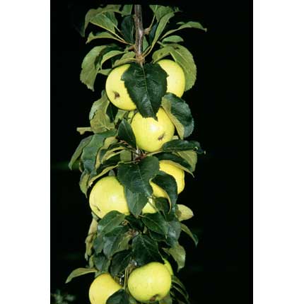 Fruit-Apple-Colonnade Golden Sentinel 