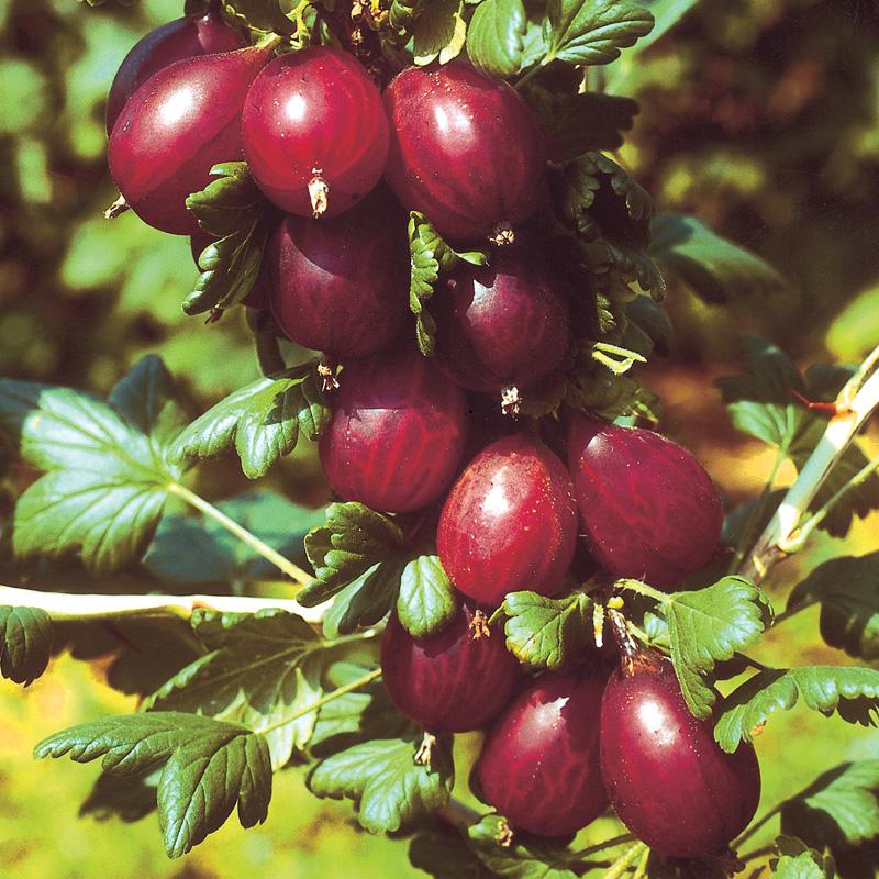Fruit-Gooseberry-Hinnonmaki 