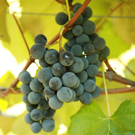 Fruit-Grape-Worden 