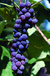 Fruit-Grape-Canadice Seedless 