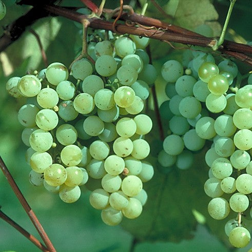 Fruit-Grape-Edelweiss 