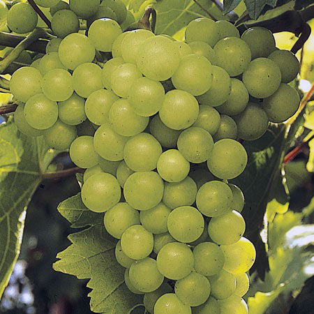 Fruit-Grape-Lakemont Seedless 