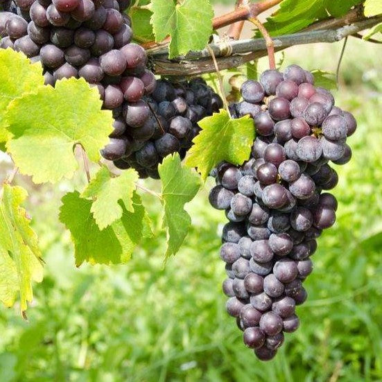 Fruit-Grape-St Theresa 