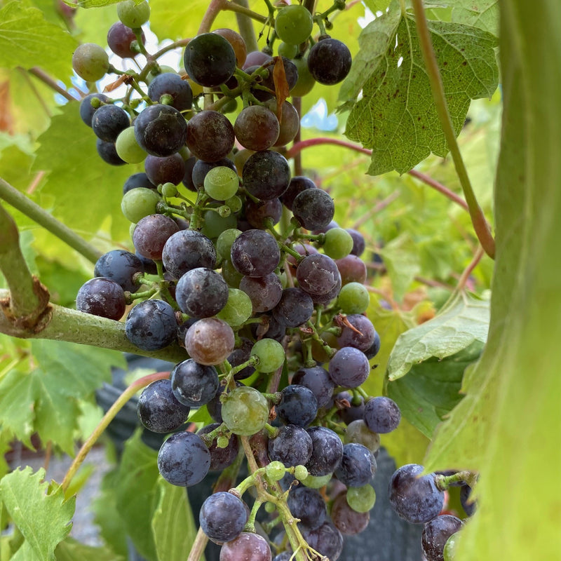 Fruit-Grape-Frontenac 
