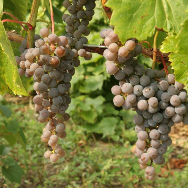 Fruit-Grape-Frontenac Gris 