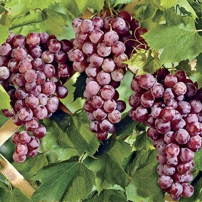 Fruit-Grape-Reliance Seedless 