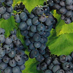 Fruit-Grape-Concord 