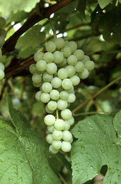 Fruit-Grape-Himrod Seedless 