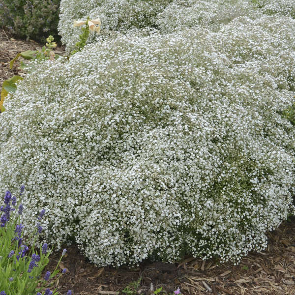 Gypsophila Summer Sparkles 1 qt