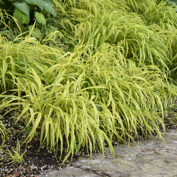 Hakonechloa m aureola  