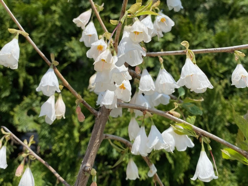 Halesia carolina 