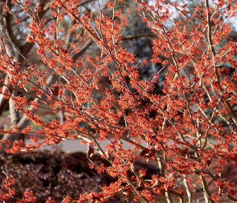 Hamamelis x Jelena 