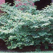 Hamamelis virginiana 