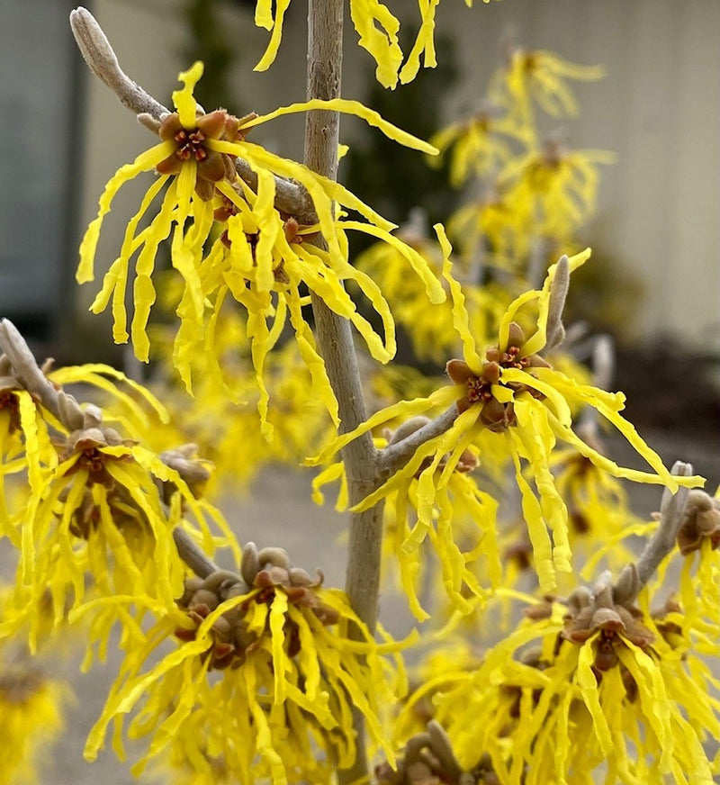 Hamamelis x Arnold Promise 