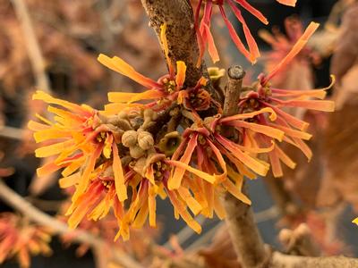 Hamamelis vernalis Beholden 