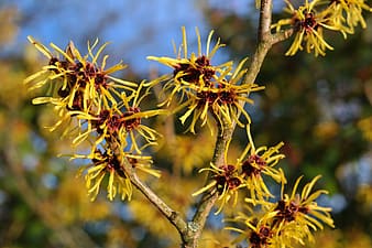 Hamamelis virginiana 