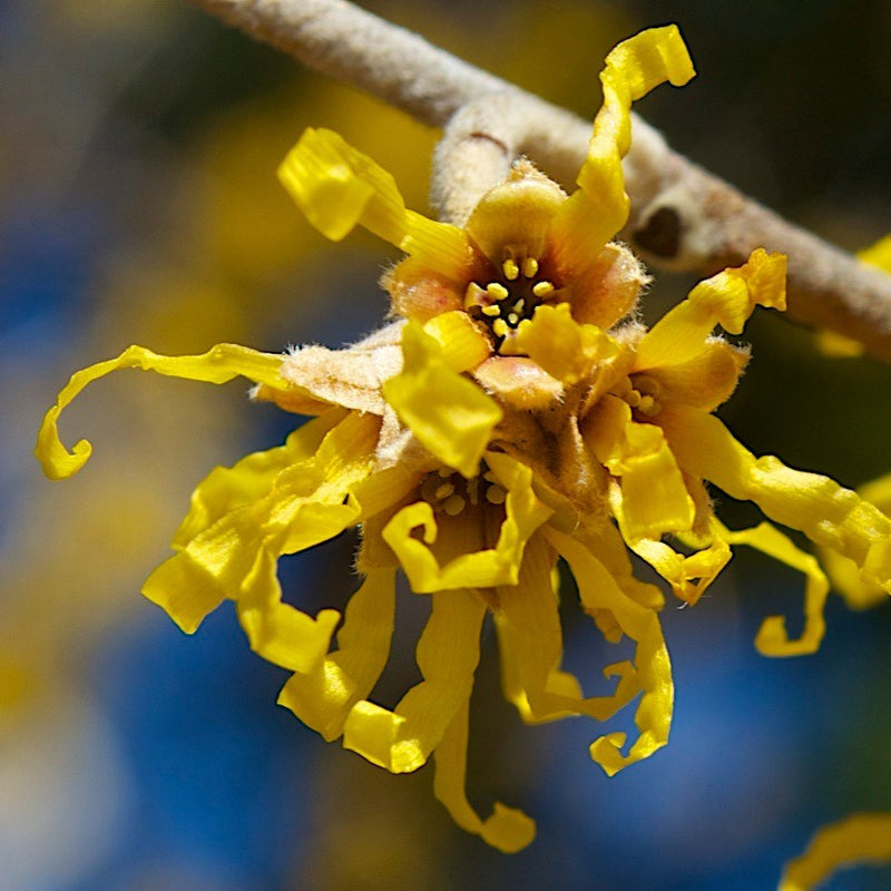 Hamamelis virginiana Ice Queen 