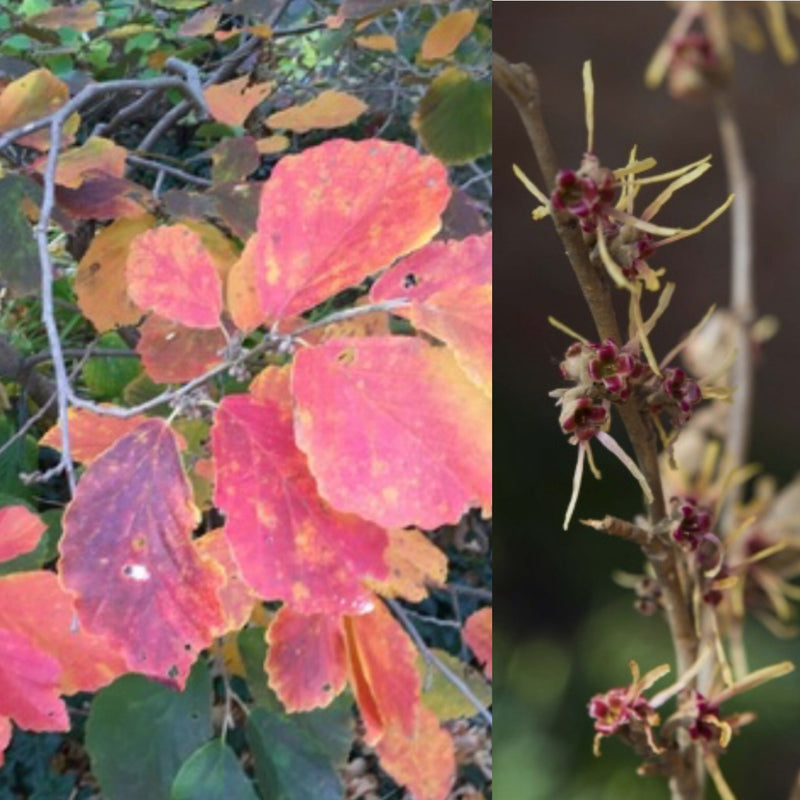Hamamelis x Girard&