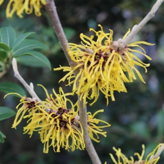 Hamamelis x Barmstedt Gold 