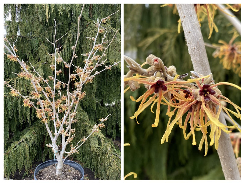 Hamamelis x Aurora 