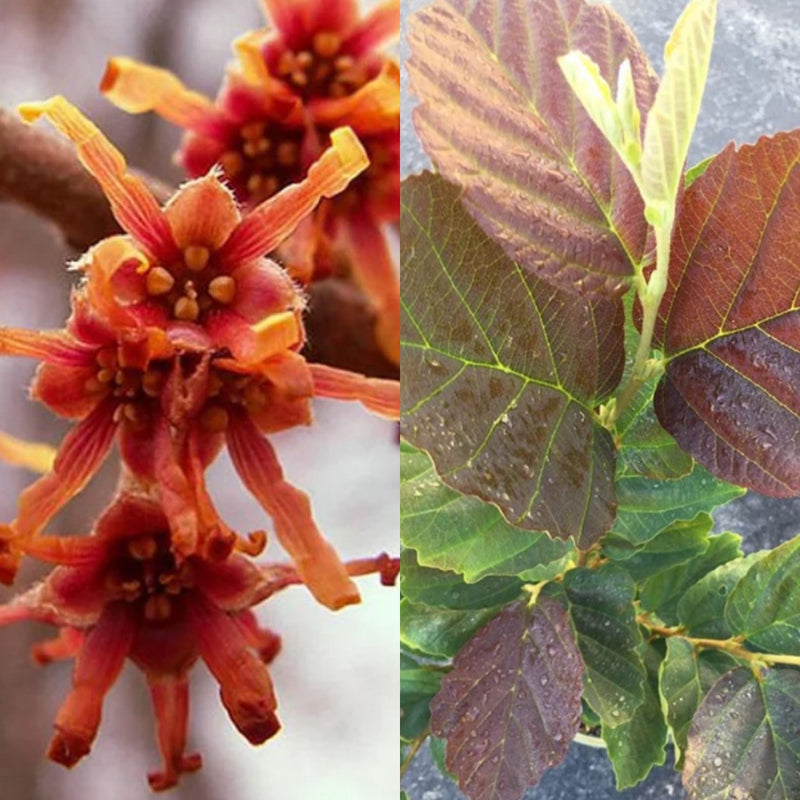 Hamamelis vernalis Burndt Mahogany 
