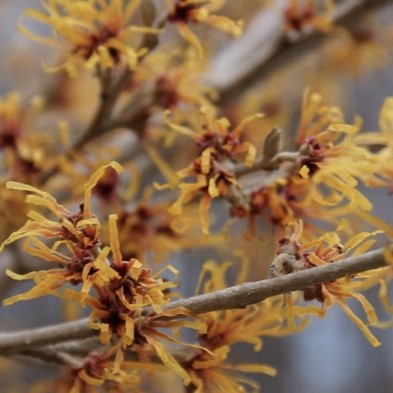 Hamamelis x Orange Encore 
