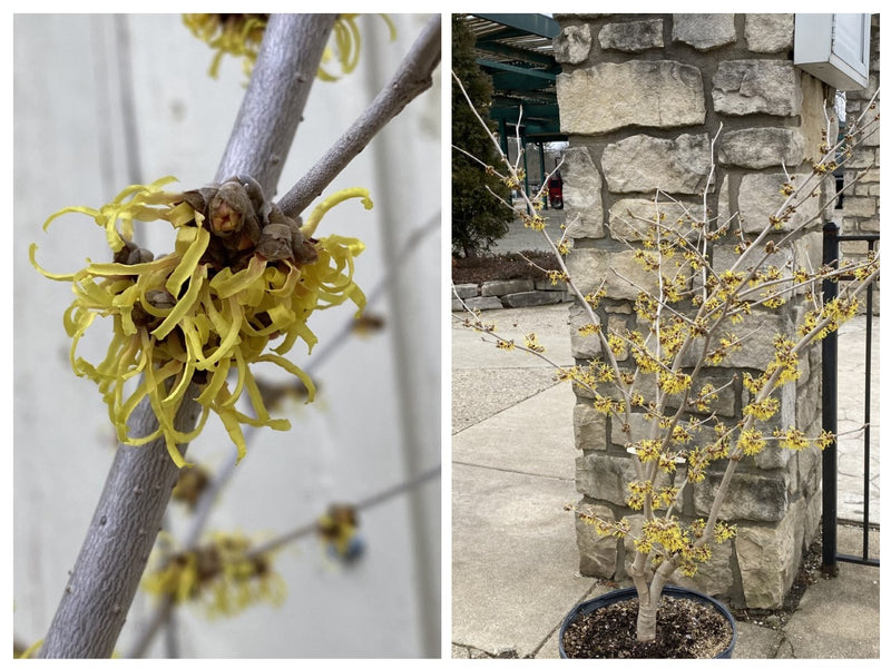 Hamamelis x Primivera 