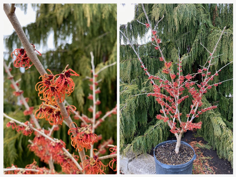 Hamamelis x Rubin 