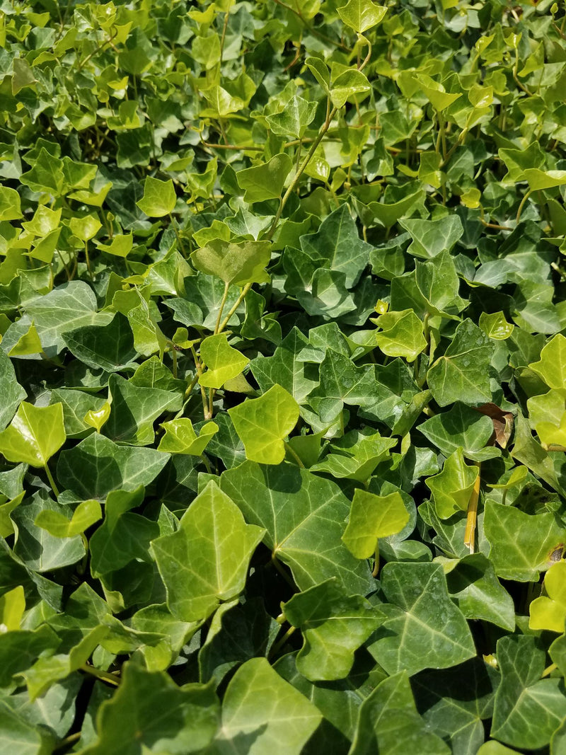Hedera helix Thorndale 