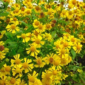 Helenium autumnale 