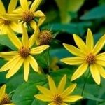 Helianthus decapetalus 