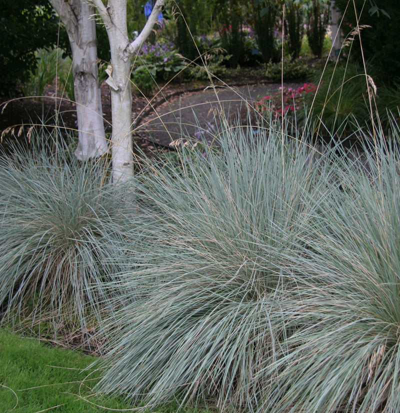 Helictotrichon sempervirens 