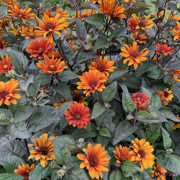 Heliopsis Bleeding Hearts 