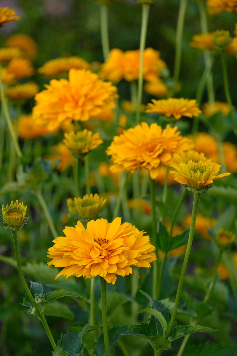 Heliopsis Summer Sun 