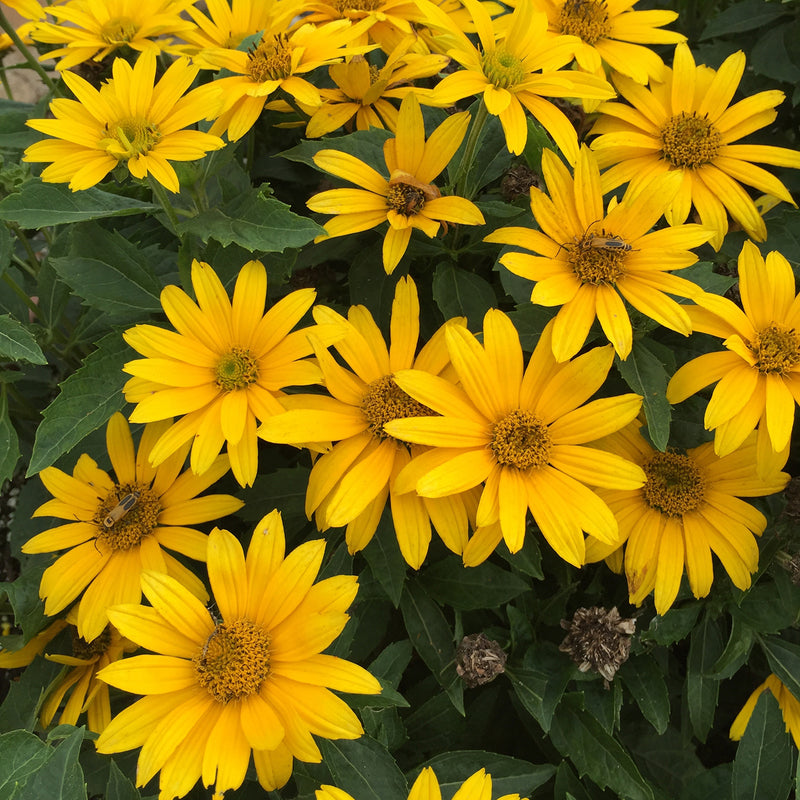 Heliopsis Tuscan Gold PW