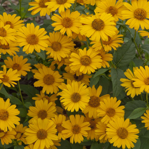 Heliopsis Tuscan Sun PW