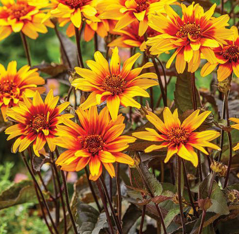 Heliopsis Burning Hearts 